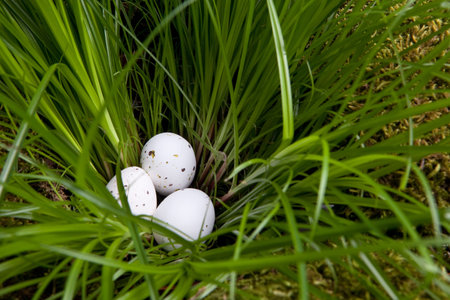 Little white eggs found in high grass