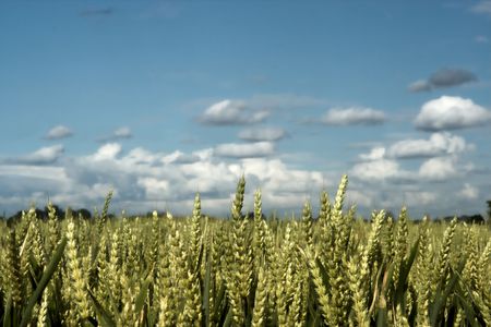 Wheat field against a blurred cloudy skyの写真素材