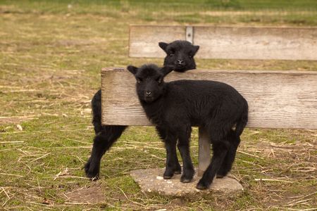 Newborn black twin lambs in the springの写真素材
