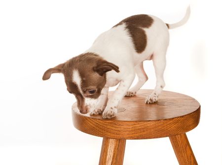 Chihuahua puppy with vertigo on a wooden stoolの写真素材