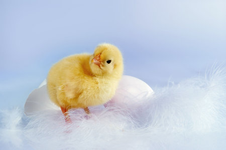 Two eggs and an easter chick against a soft blue background