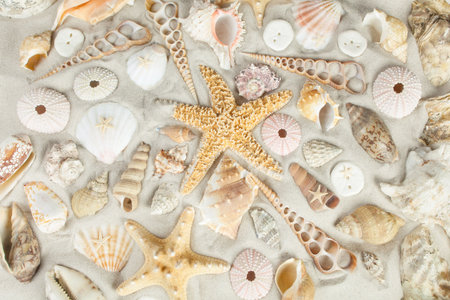 Assorted seashells on a sandy beach filling the frame