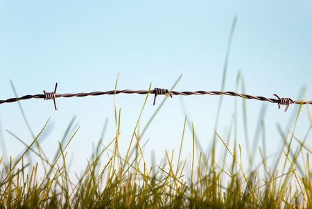 Green grass behind barbed wire symbol of freedomの写真素材