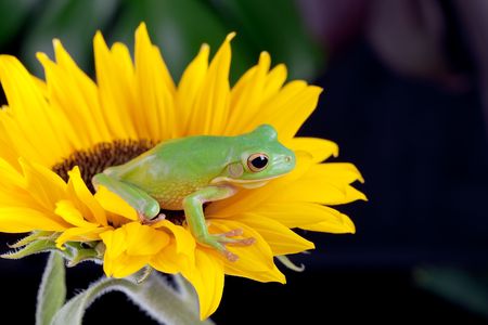 White-lipped tree frog or Litoria Infrafrenata sitting on a sunflowerの写真素材