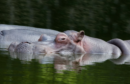 CLoseup of the head of an adult hippo in the water