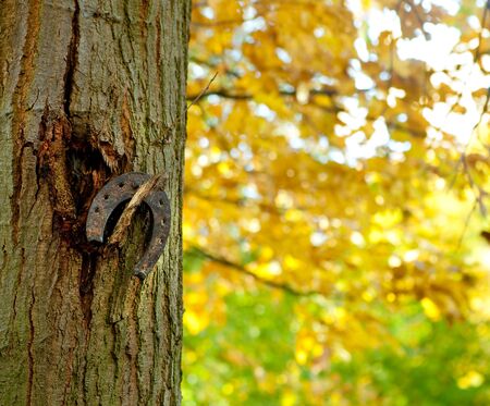 Rusty old horse shoe hanging on a tree in an autumn parkの写真素材
