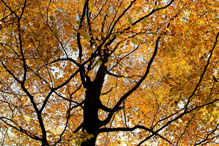 Tree top in the fall, with golden leaves every where