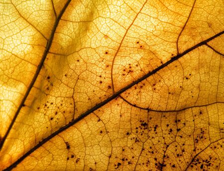 Extreme closeup macro of an autumn leaf with fine detailの写真素材