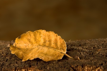 Single autumn beech leaf lying on tree barkの写真素材
