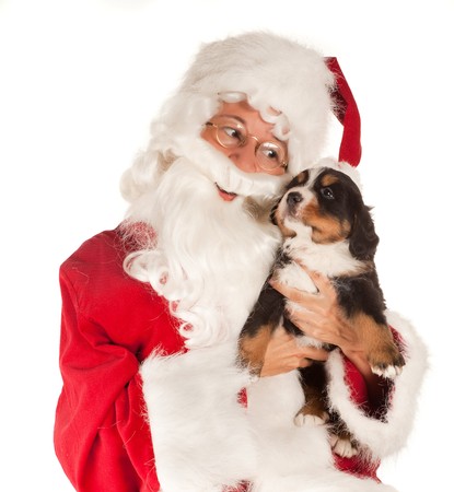Santa claus bringing a 6 weeks old puppy dogの写真素材