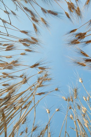 Looking up from a wheat field and seeing the wheat stalks against a blue skyの写真素材