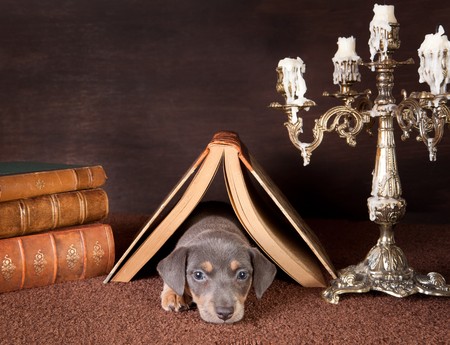 Jack russel puppy of six weeks old onder an open book at homeの写真素材