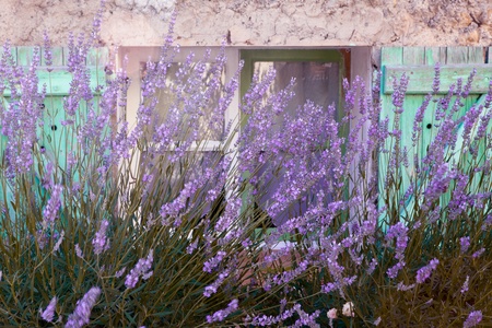 Lavender growing in front of a typical French pastel colored village window in Provenceの写真素材
