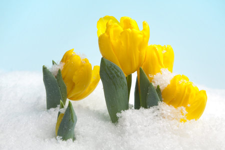 Early growing yellow tulips in the snowの写真素材