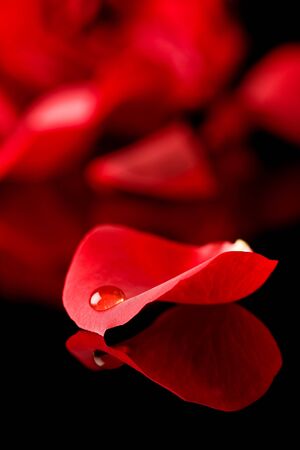 Single water droplet lying on a perfect rose petalの写真素材