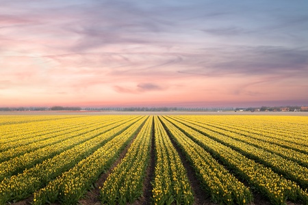 Famous Dutch bulb fields with millions of tulips in Hollandの写真素材