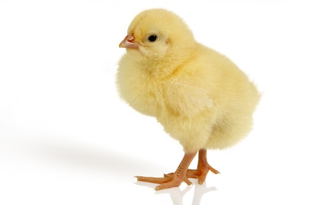 Lovely little easter chick, only 24 hours old, isolated on white Lovely little easter chick, only 24 hours old, isolated on white