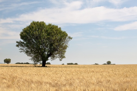 Clouds and tree on the horizon of a golden wheat field in Provence, Franceの写真素材