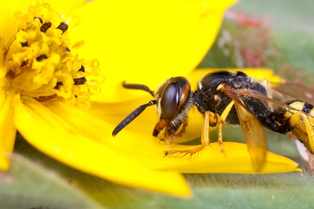 Detailed macro image of a wasp on a yellow flowerの写真素材