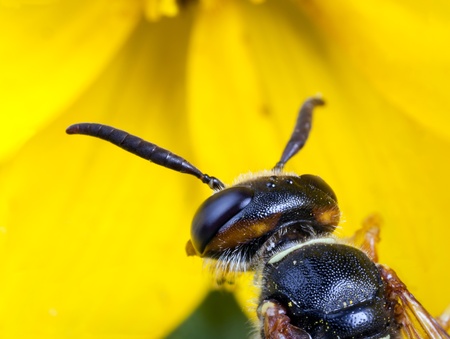 Extreme closeup of the head of a wasp on a yellow flowerの写真素材