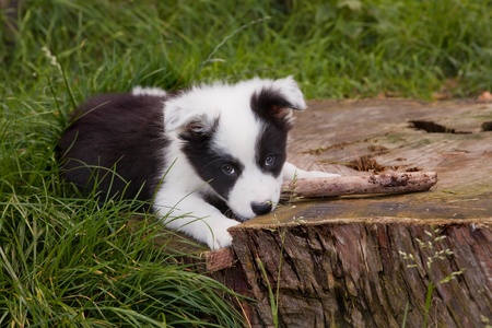 Seven weeks old border collie puppy dog in green meadow grassの写真素材