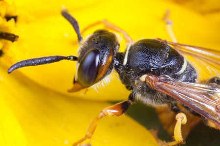 Extreme closeup of the head of a wasp on a yellow flower