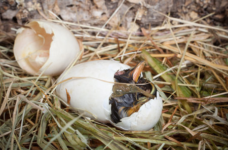 Birth of a baby duckling out of a white egg
