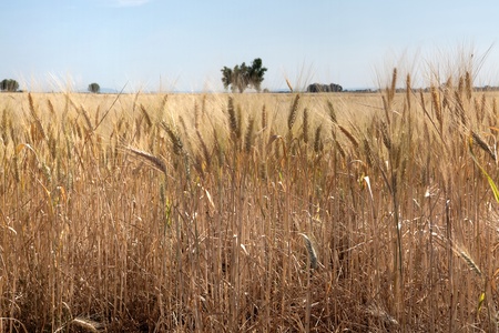 Tree on the horizon of a golden wheat field in Provence, Franceの写真素材