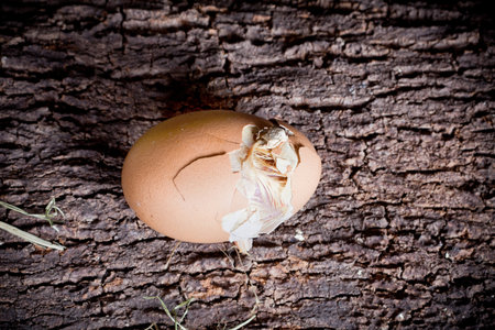 Hatching chicken egg on a dark background