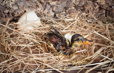 First steps into the world of a newly hatched ducklingの写真素材