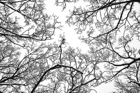 Tree tops in winter covered in snow
