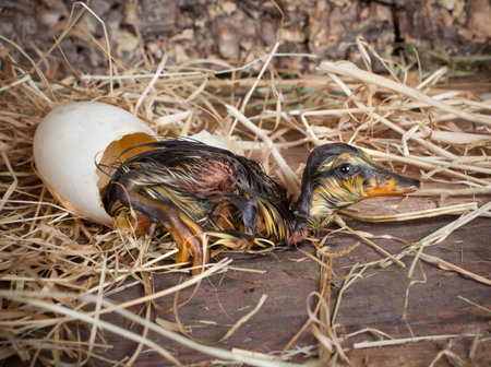 Tired hatchling duck resting beside its egg