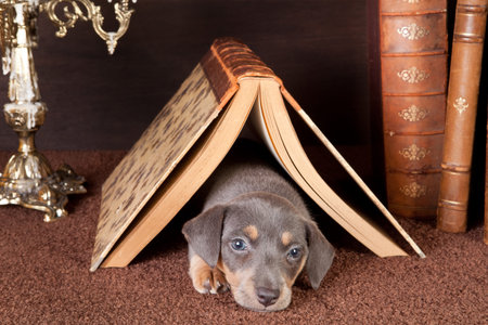 Jack russel puppy of six weeks old onder an open book at homeの写真素材