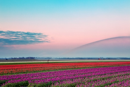 Famous Dutch bulb fields with millions of tulips in Holland being watered in the morningの写真素材