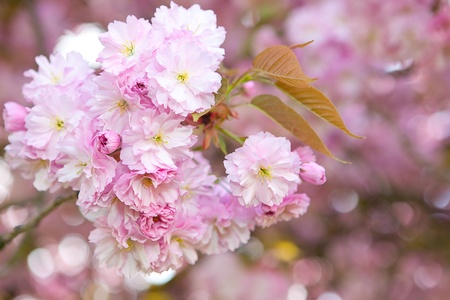 Beautiful pink springtime blossoms on a treeの写真素材