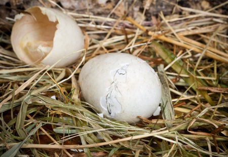 Unborn baby duck trying to get out of his egg