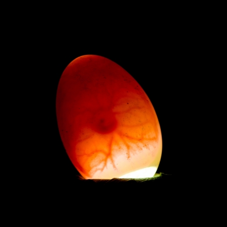 5 days old egg being candled.  The air pocket, veins and the chickの写真素材