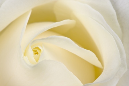 Closeup of the heart of a perfect white roseの写真素材