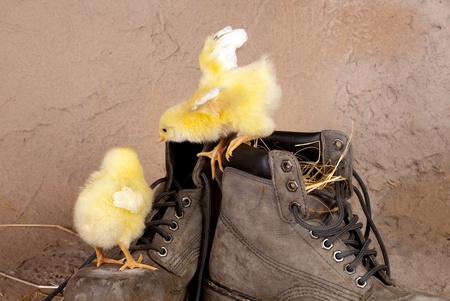 Old worn shoes with newborn easter chicksの写真素材