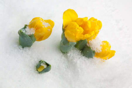 Early growing yellow tulips in the snow