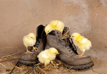 Funny yellow easter chicks climbing on old worn boot Funny yellow easter chicks climbing on old worn boot