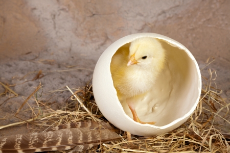 Small yellow easter chick in a big ostrich eggの写真素材