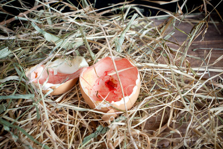 Two half egg shells left in a nest after chick hatching