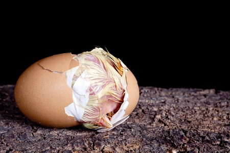 Baby chick hatching out of a brown eggの写真素材