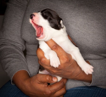 9 days old yawning border collie puppy in de hands of his ownerの写真素材