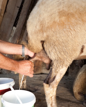 Farmer in Bulgaria milking his sheep the old-fashioned wayの写真素材