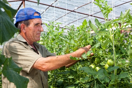Greenhouse tomato crop being checked by an old bulgarian farmerの写真素材