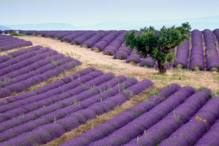 Rows of scented flowers in the lavender fields of the French Provence near Valensoleの写真素材
