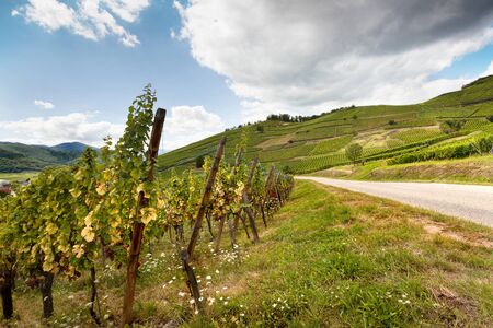 Alsace famous wine route in France offers this view on a curving road through the vineyards near Riquewihrの写真素材