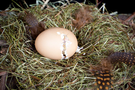 Little unborn chick trying to open his egg